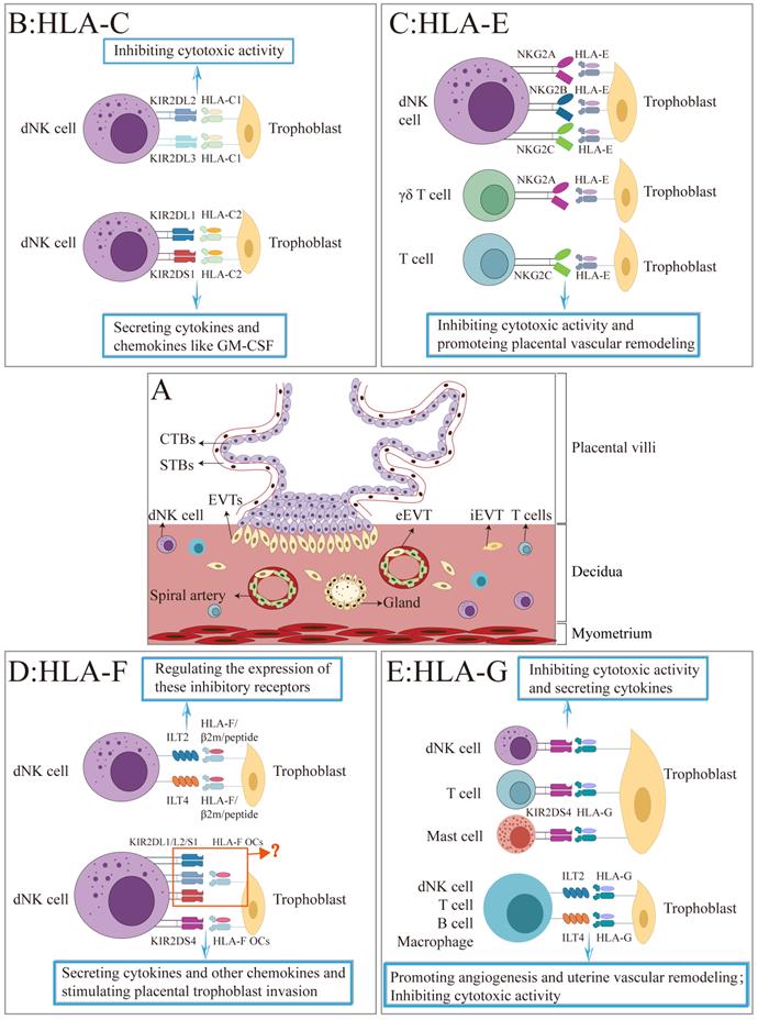 Int J Biol Sci Image