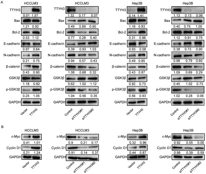 Int J Biol Sci Image