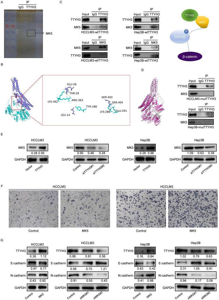 Int J Biol Sci Image