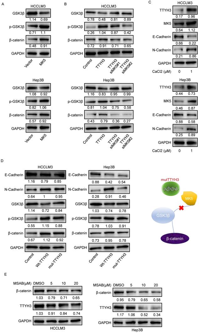 Int J Biol Sci Image