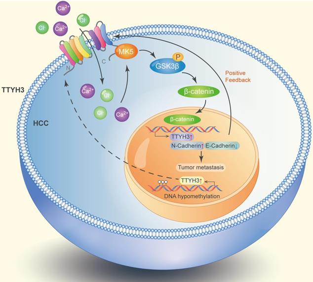 Int J Biol Sci Image