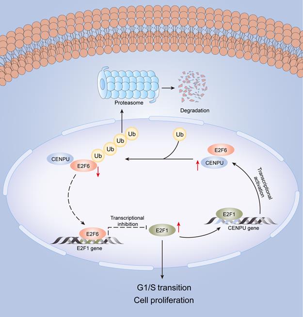 Int J Biol Sci Image