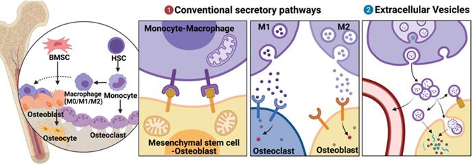 Int J Biol Sci Image