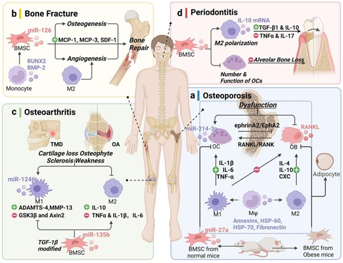 Int J Biol Sci Image