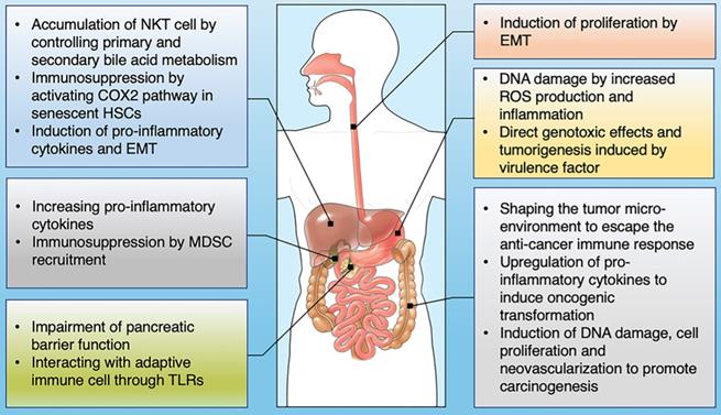 Int J Biol Sci Image