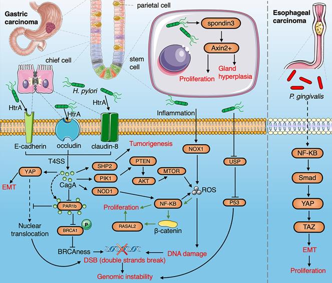 Int J Biol Sci Image