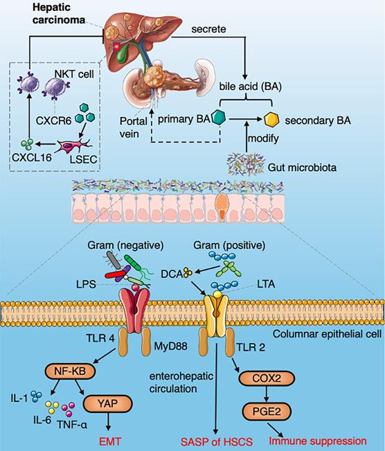 Int J Biol Sci Image