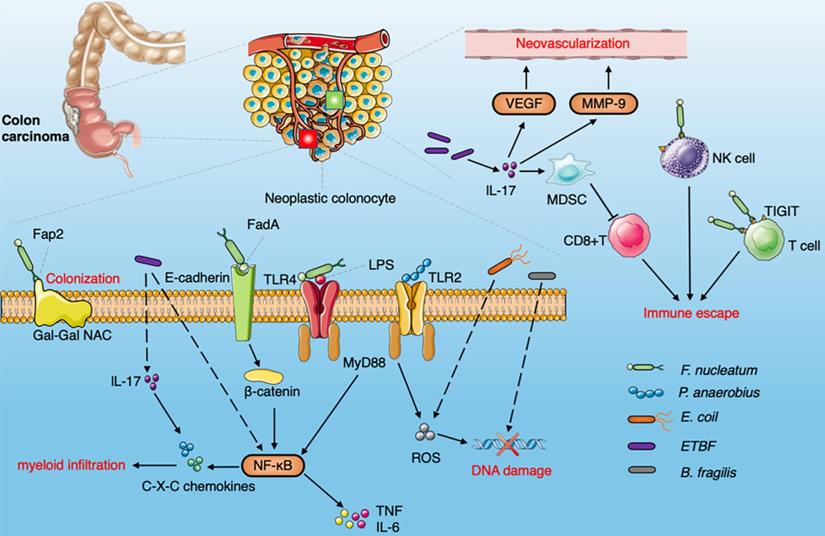 Int J Biol Sci Image