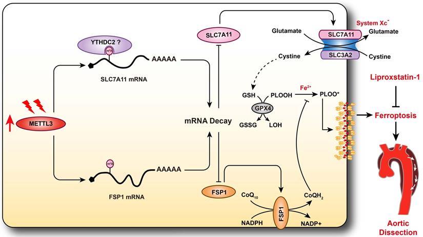 Int J Biol Sci Image