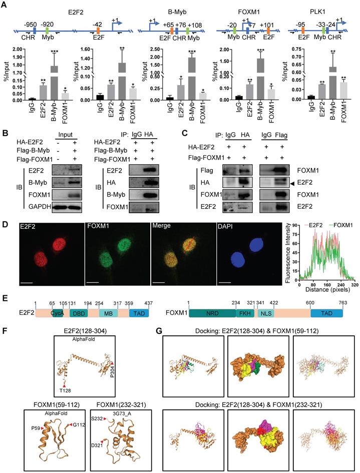 Int J Biol Sci Image