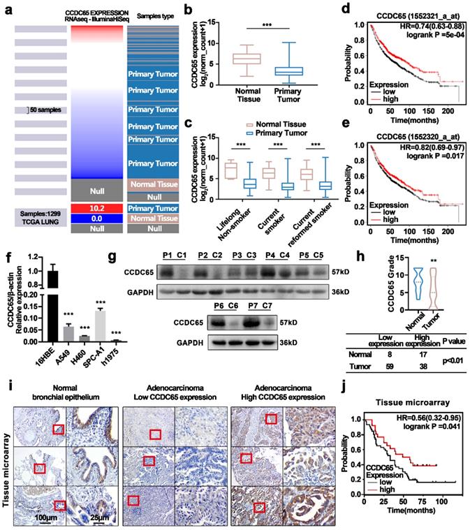 Int J Biol Sci Image