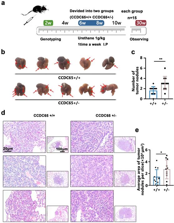 Int J Biol Sci Image