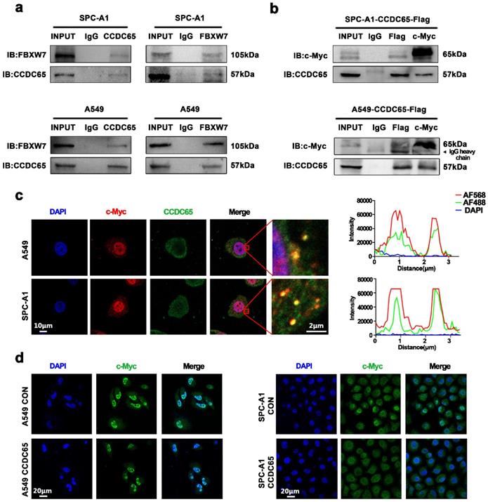 Int J Biol Sci Image