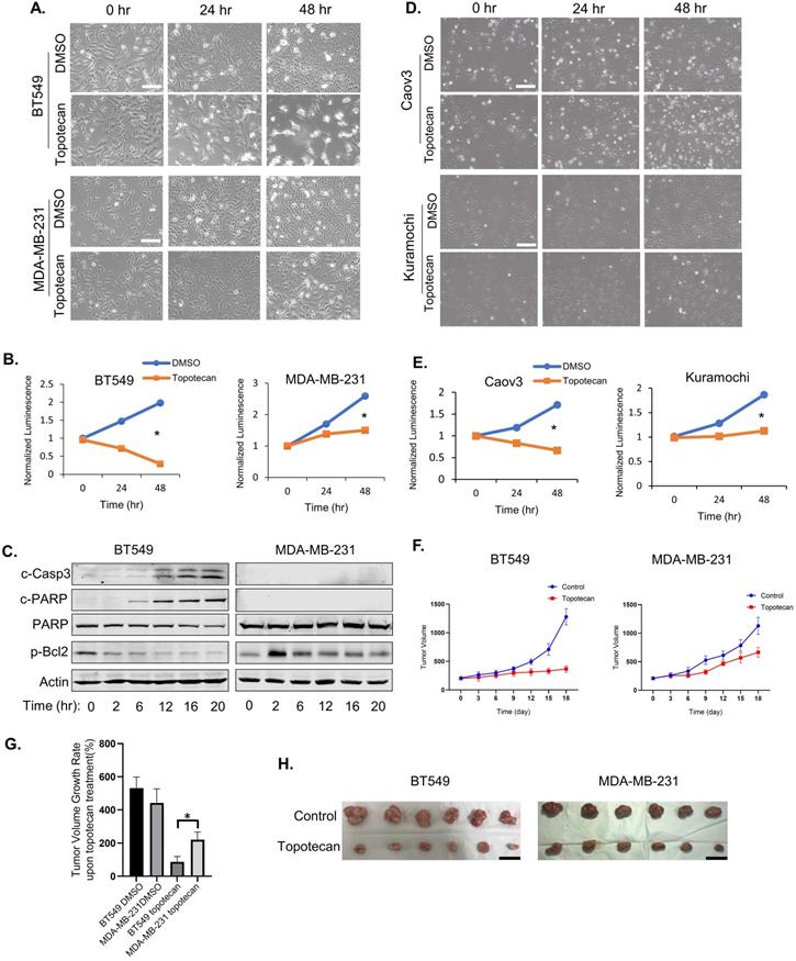 Int J Biol Sci Image