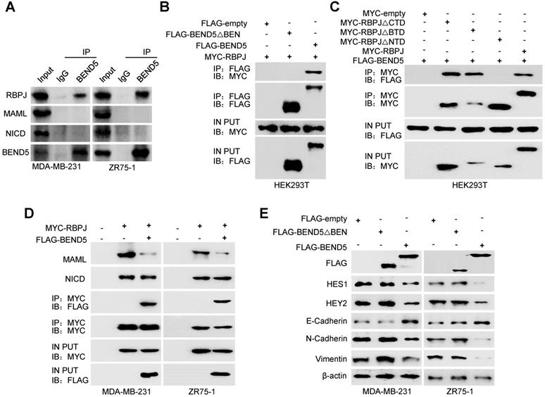 Int J Biol Sci Image