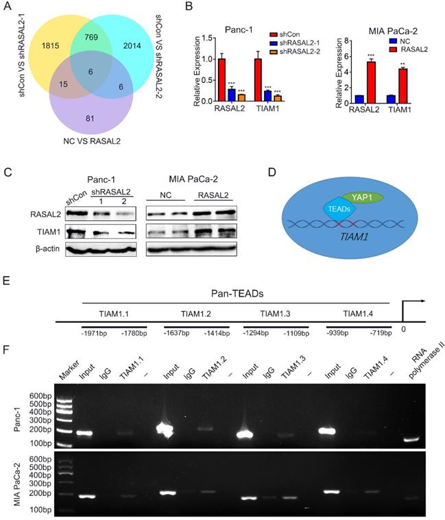 Int J Biol Sci Image