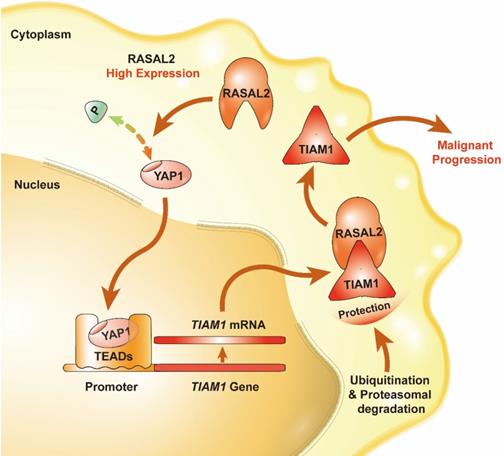 Int J Biol Sci Image