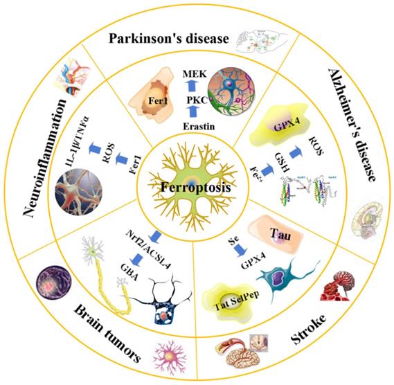 Int J Biol Sci Image