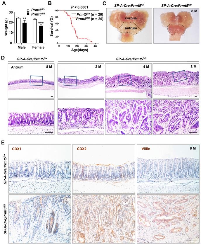 Int J Biol Sci Image