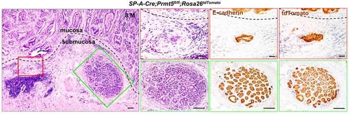 Int J Biol Sci Image