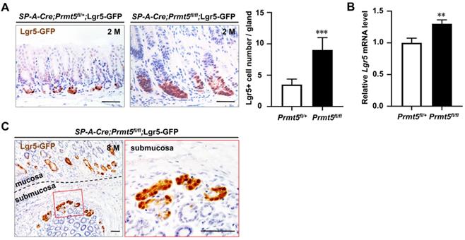 Int J Biol Sci Image