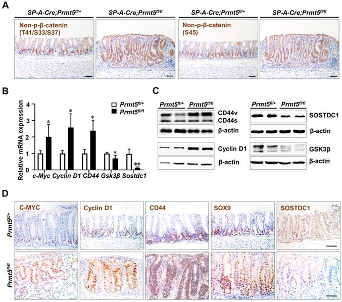 Int J Biol Sci Image