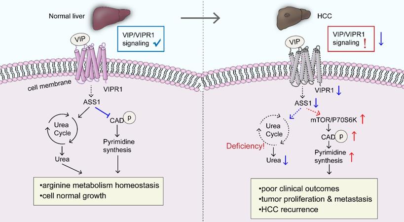 Int J Biol Sci Image