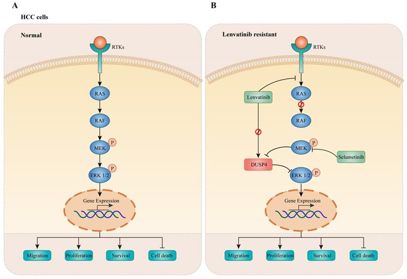 Int J Biol Sci Image