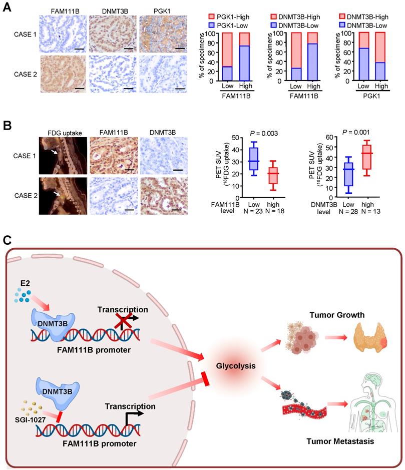 Int J Biol Sci Image