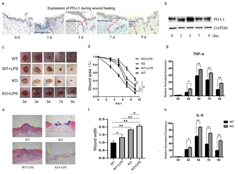 Int J Biol Sci Image