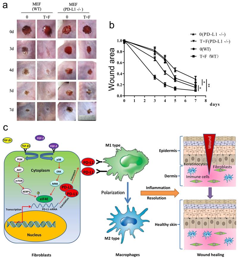 Int J Biol Sci Image