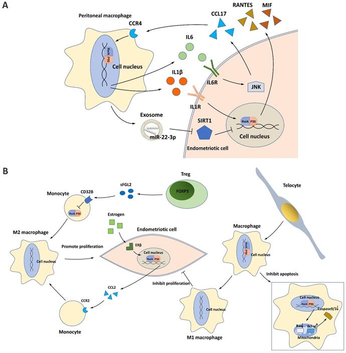 Int J Biol Sci Image