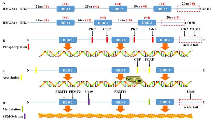 Int J Biol Sci Image