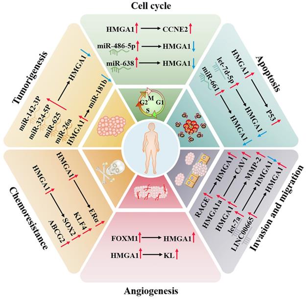 Int J Biol Sci Image