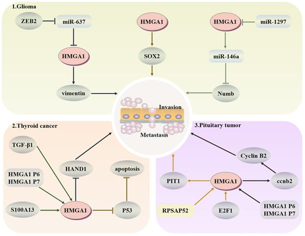 Int J Biol Sci Image