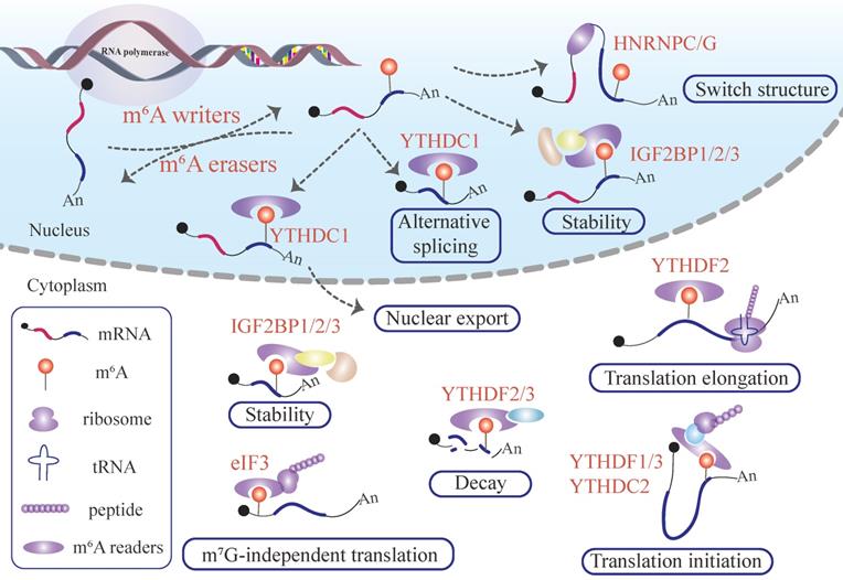 Int J Biol Sci Image