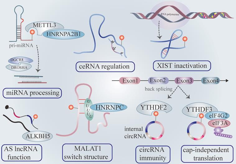 Int J Biol Sci Image