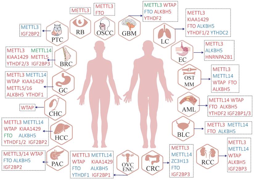 Int J Biol Sci Image