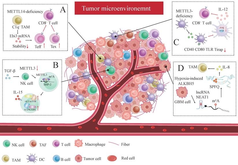 Int J Biol Sci Image