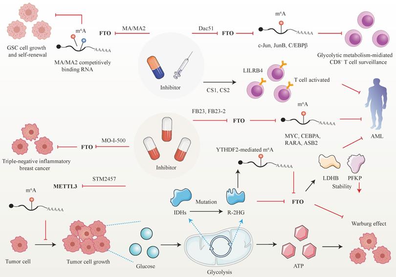 Int J Biol Sci Image