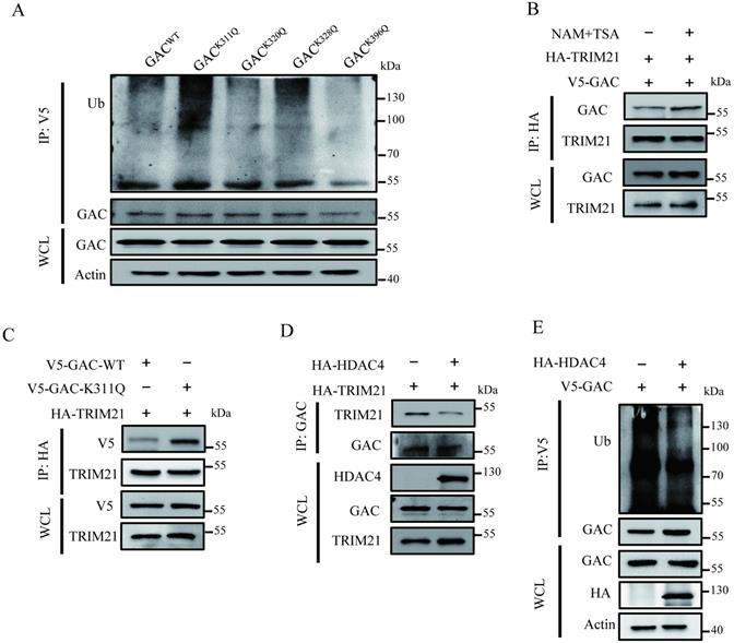 Int J Biol Sci Image