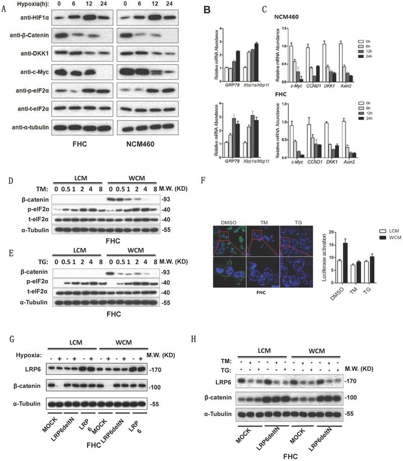 Int J Biol Sci Image