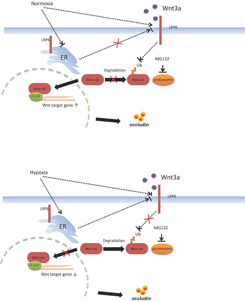 Int J Biol Sci Image