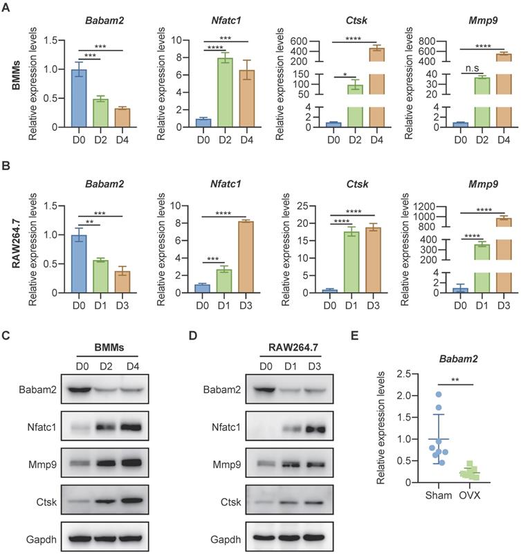 Int J Biol Sci Image