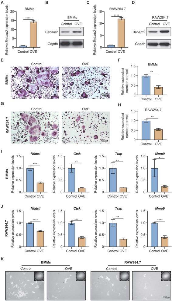 Int J Biol Sci Image