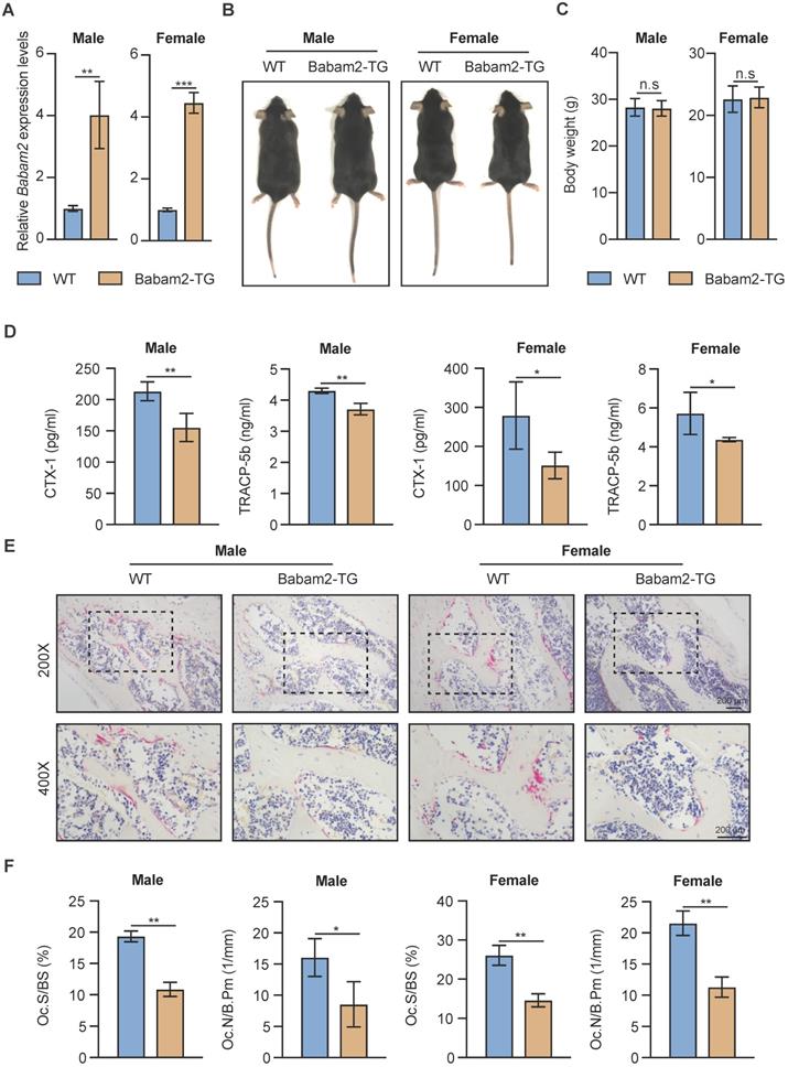 Int J Biol Sci Image