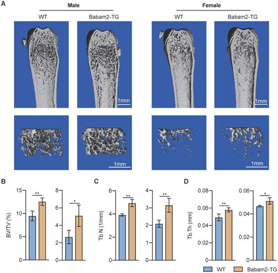 Int J Biol Sci Image