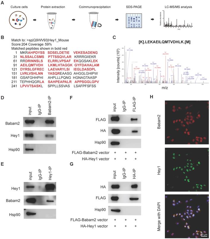 Int J Biol Sci Image