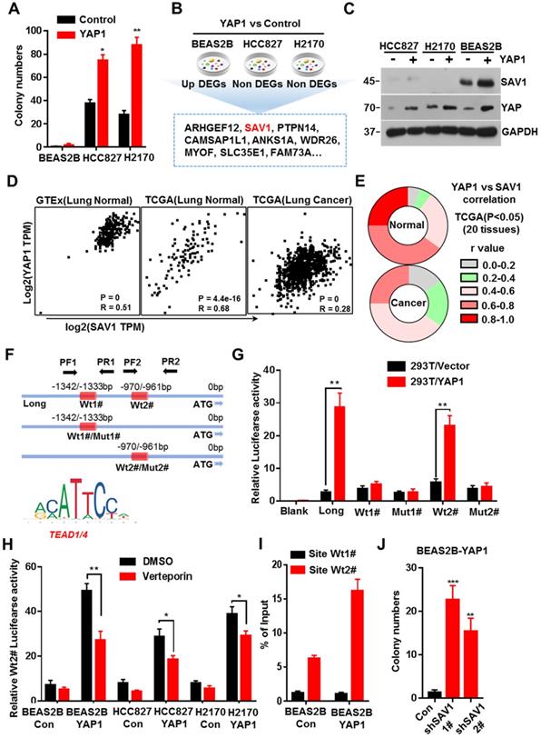 Int J Biol Sci Image