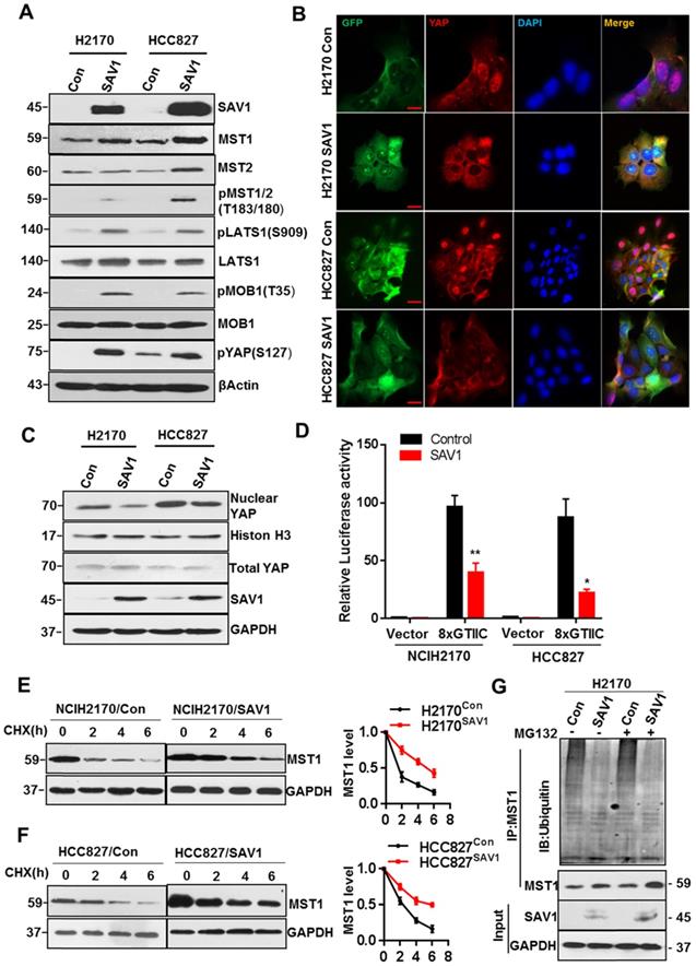 Int J Biol Sci Image